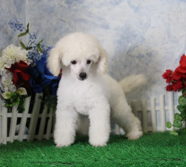 Poodle Puppies media 4
