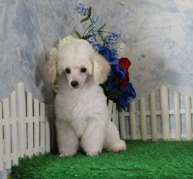 Poodle Puppies media 6