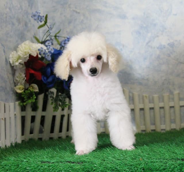 Poodle Puppies media 7