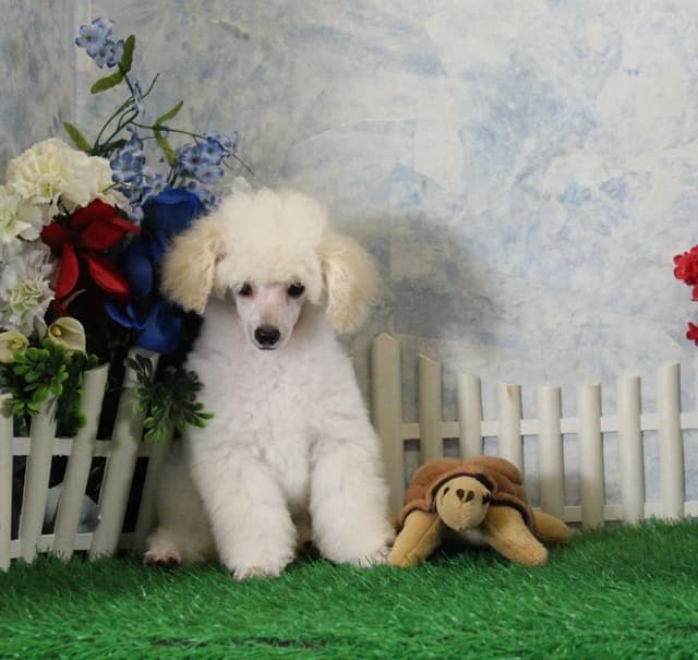 Poodle Puppies media 5