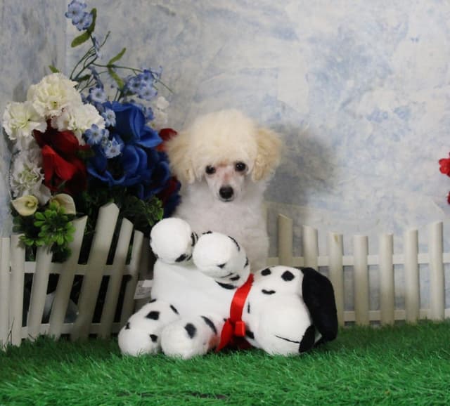 Poodle Puppies media 9