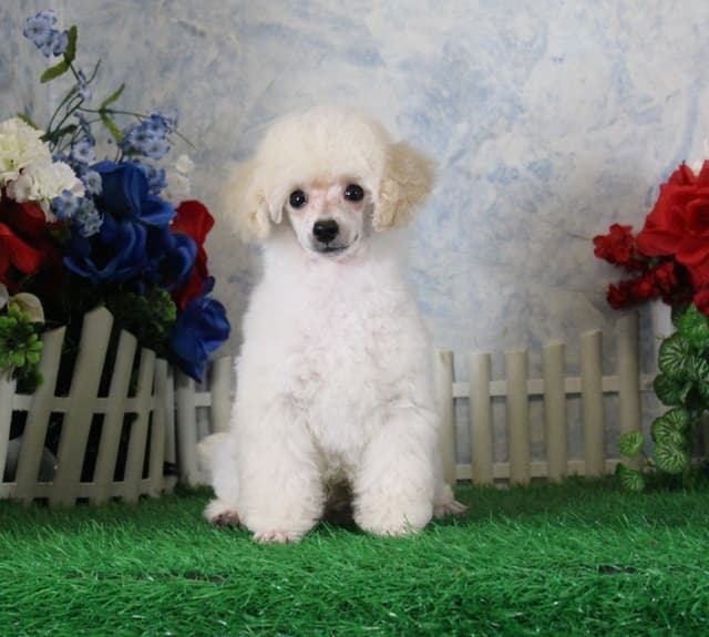 Poodle Puppies media 10