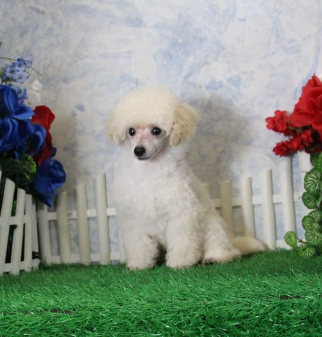 Poodle Puppies media 11