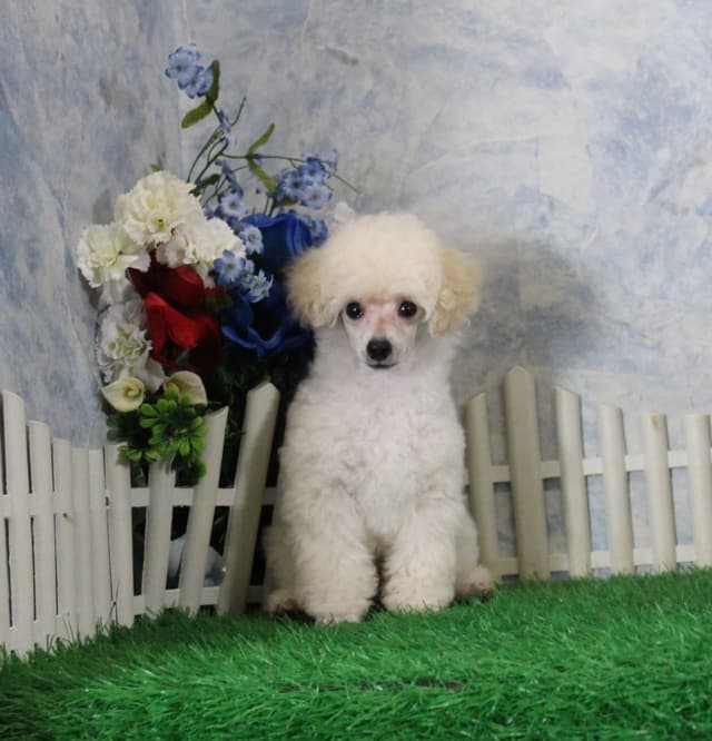 Poodle Puppies media 12