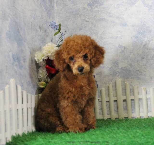 Poodle Puppies media 4