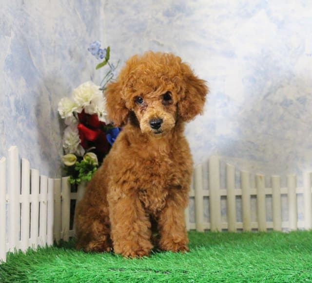 Poodle Puppies media 2