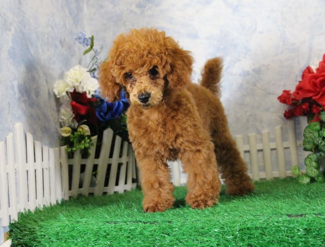 Poodle Puppies media 3