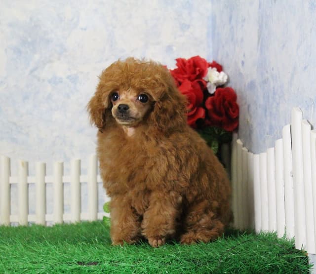 Poodle Puppies media 3
