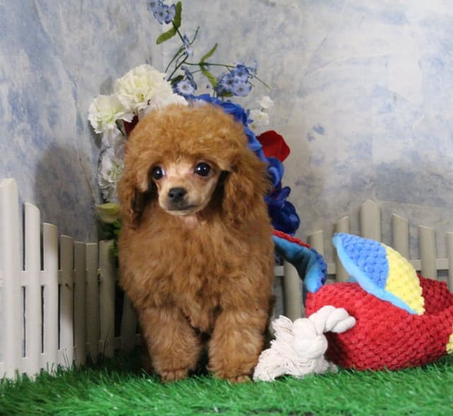 Poodle Puppies media 4