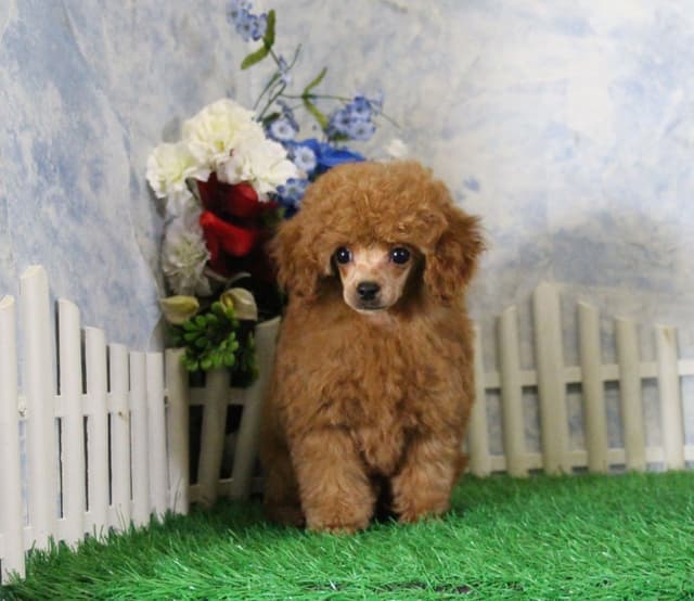 Poodle Puppies media 2