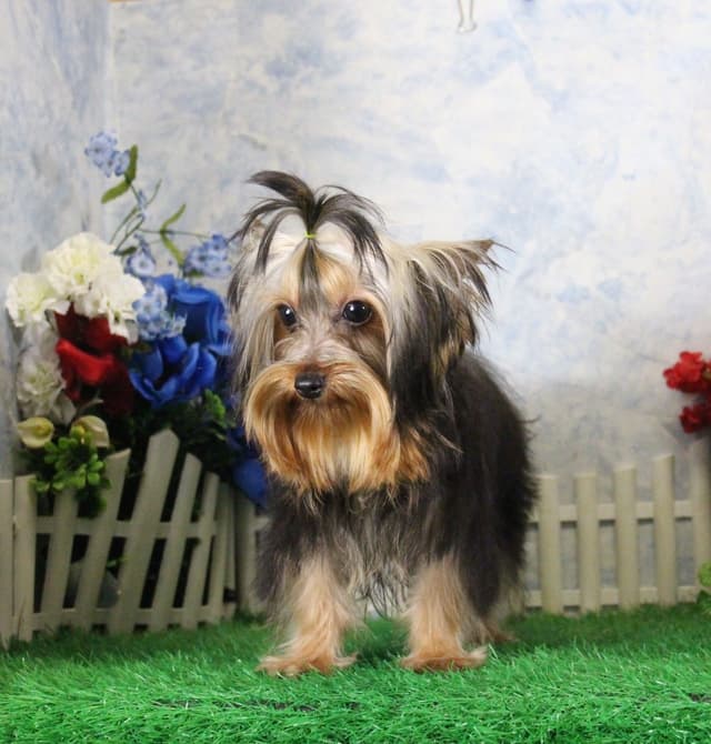 Yorkshire Terrier Puppies media 2