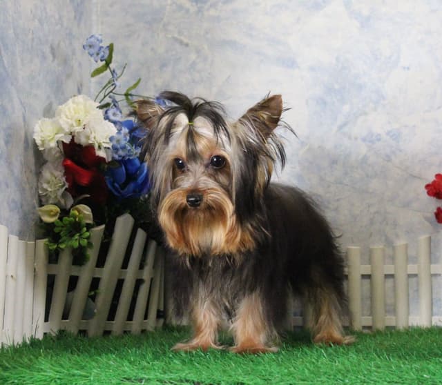 Yorkshire Terrier Puppies media 3