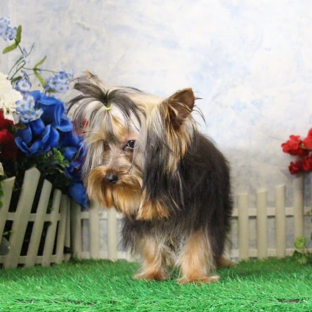 Yorkshire Terrier Puppies media 4