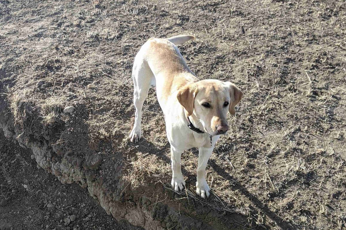 Labrador Retriever Puppies breeder image 1