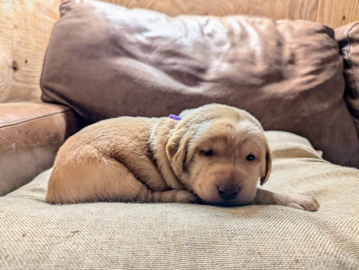 Labrador Retriever Puppies breeder image 3