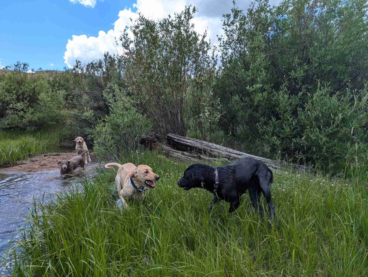 Labrador Retriever Puppies breeder image 5