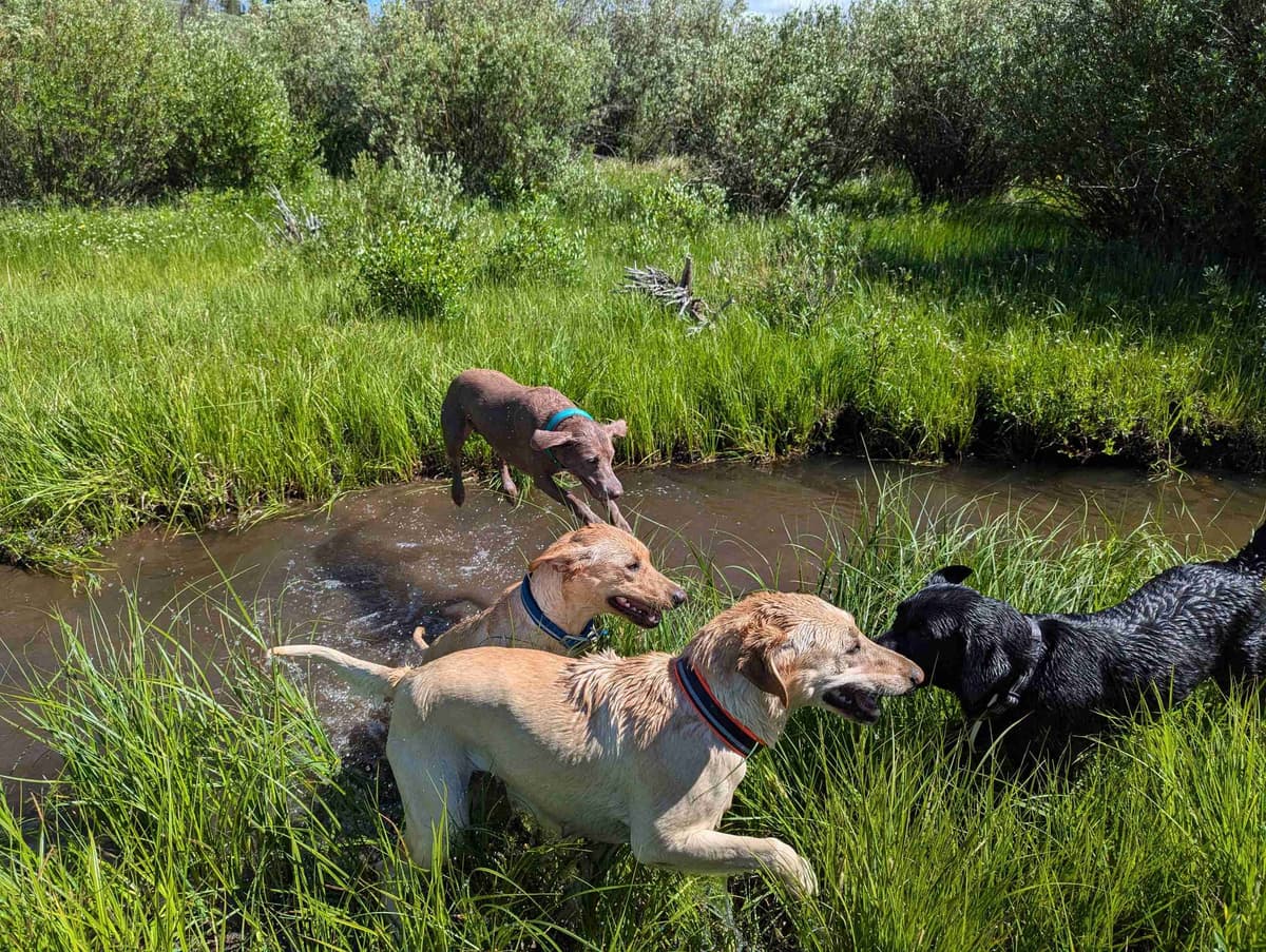 Labrador Retriever Puppies breeder image 7