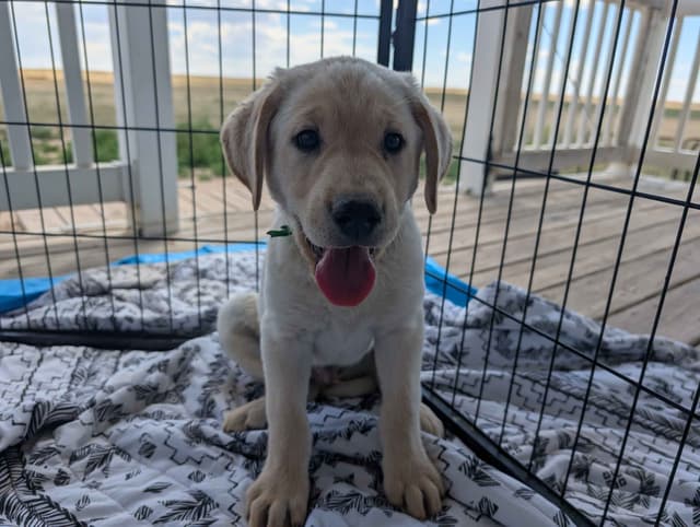 Labrador Retriever Puppies media 3