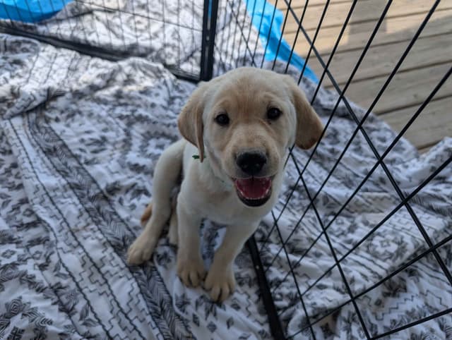 Labrador Retriever Puppies media 4