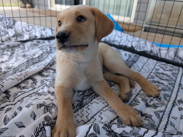 Labrador Retriever Puppies media 6