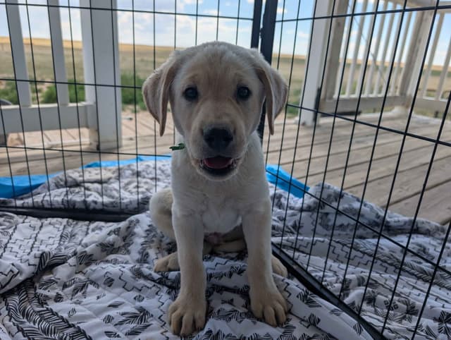 Labrador Retriever Puppies media 8