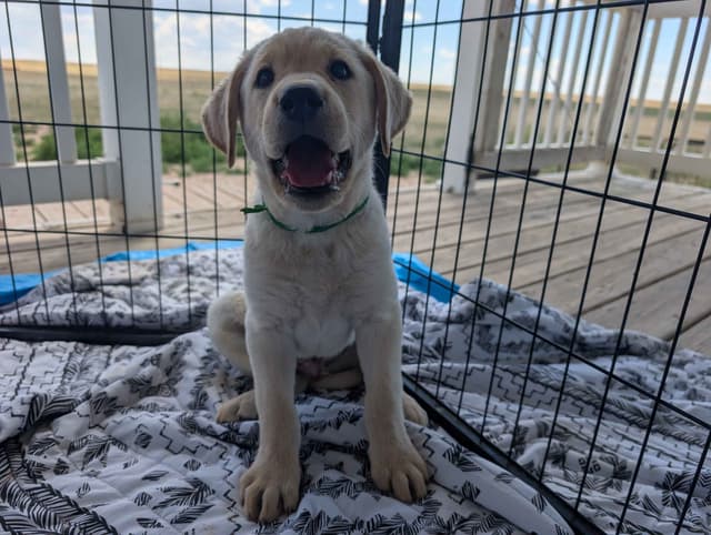 Labrador Retriever Puppies media 7