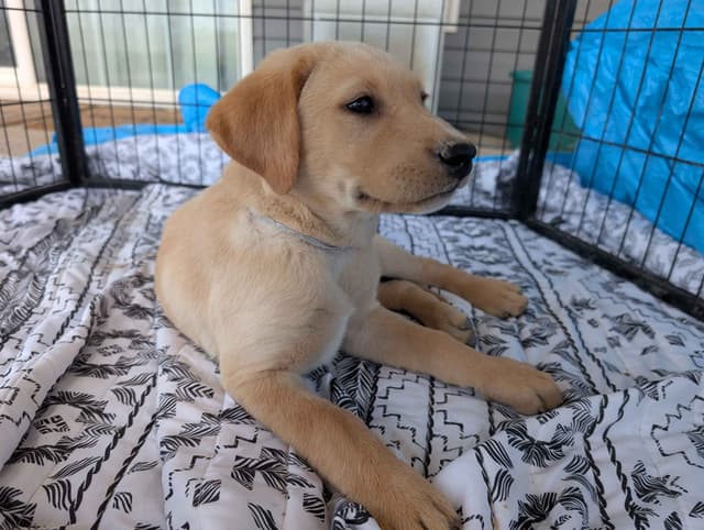 Labrador Retriever Puppies media 9