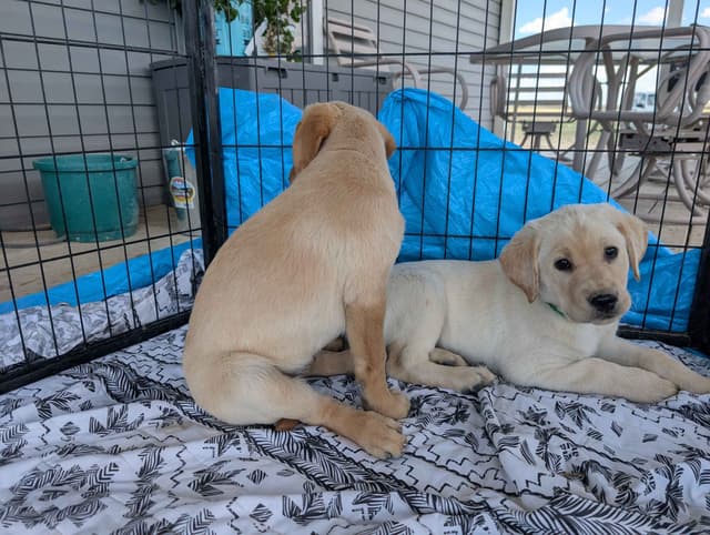 Labrador Retriever Puppies media 10
