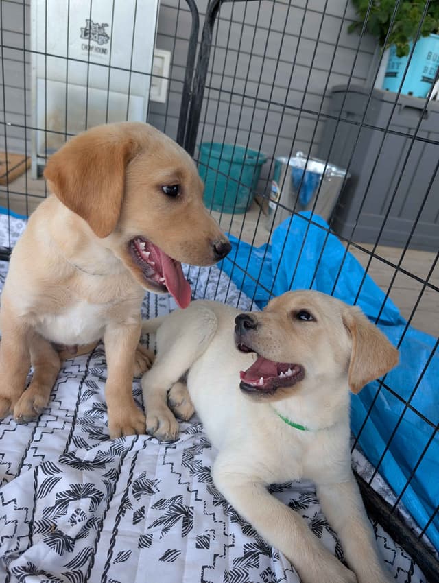 Labrador Retriever Puppies media 13