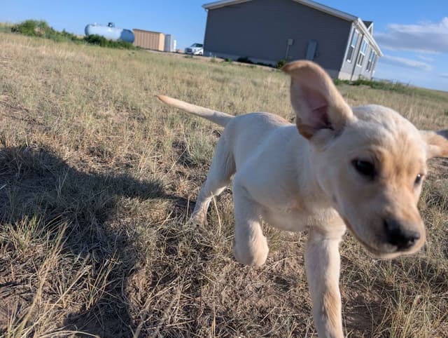 Labrador Retriever Puppies media 14