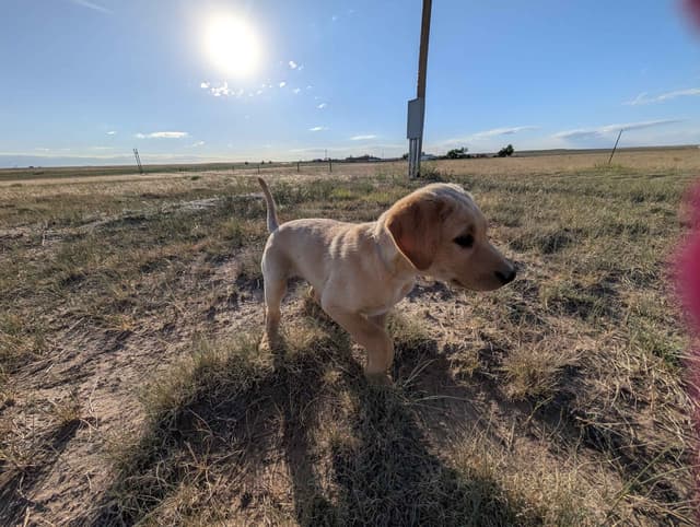 Labrador Retriever Puppies media 18