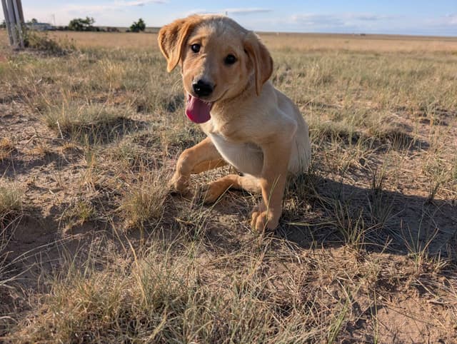 Labrador Retriever Puppies media 21