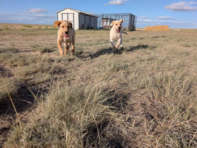 Labrador Retriever Puppies media 16