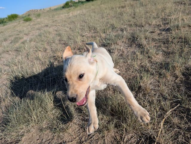 Labrador Retriever Puppies media 24