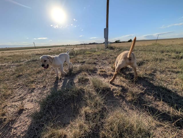 Labrador Retriever Puppies media 19