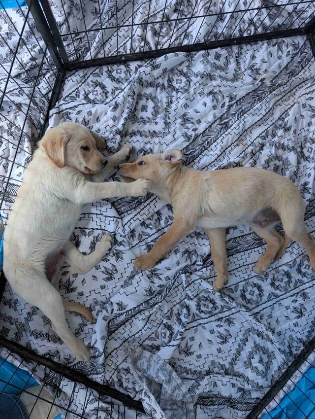 Labrador Retriever Puppies media 25