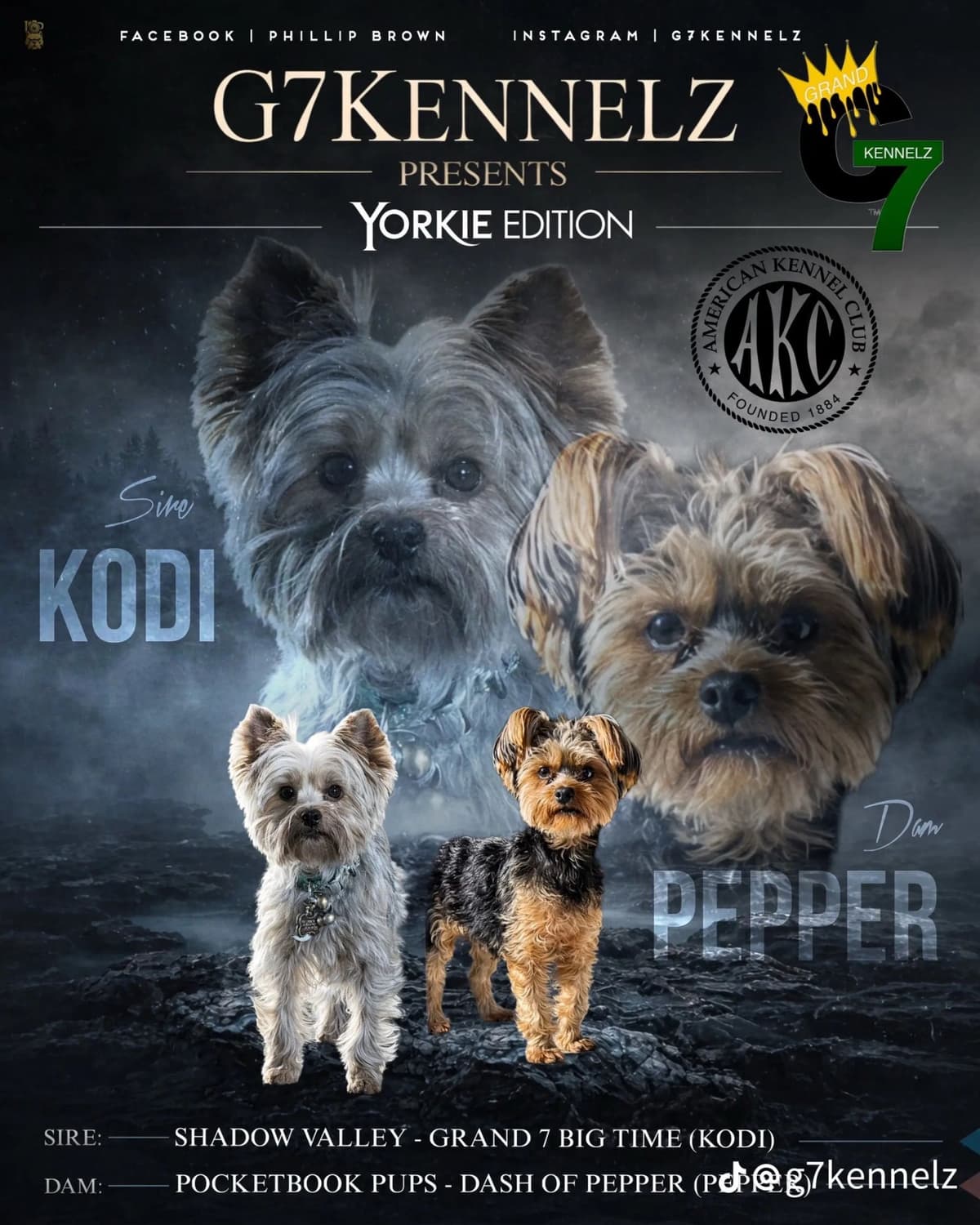 Yorkshire Terrier Puppies breeder image 1