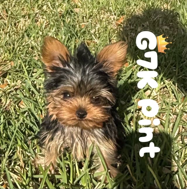 Yorkshire Terrier Puppies media 4