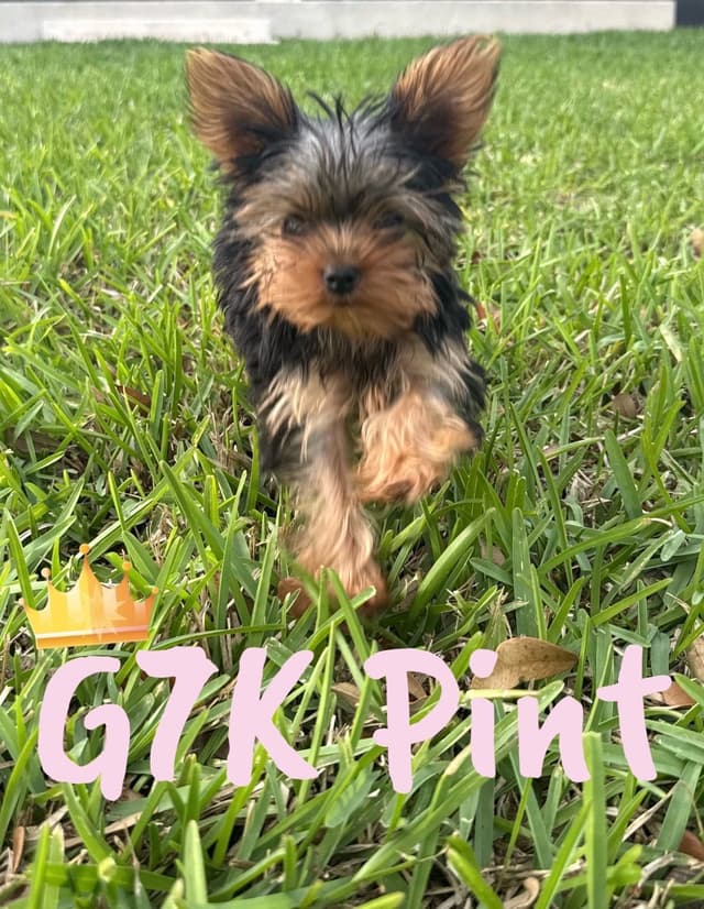 Yorkshire Terrier Puppies media 5
