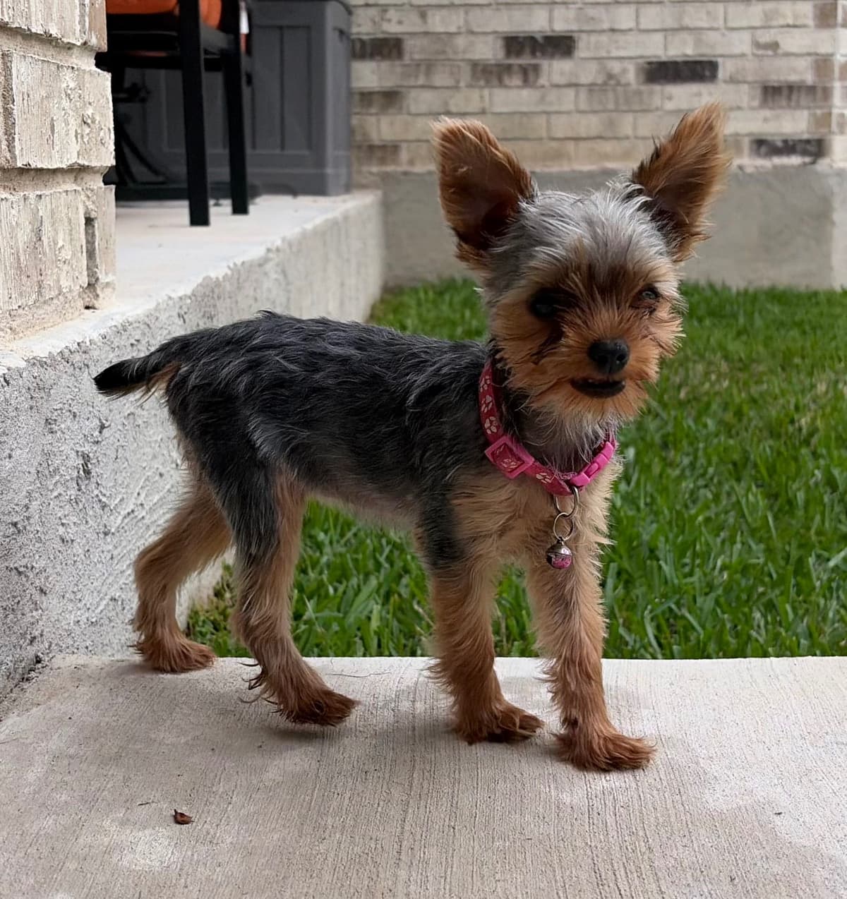 Yorkshire Terrier Puppies breeder image 4