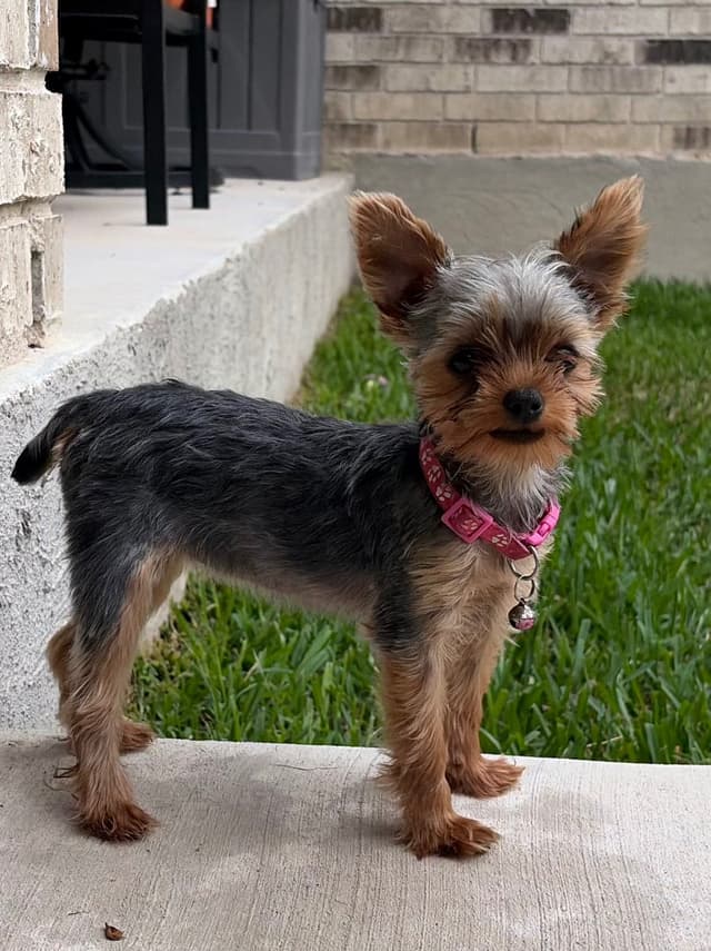 Yorkshire Terrier Puppies media 2