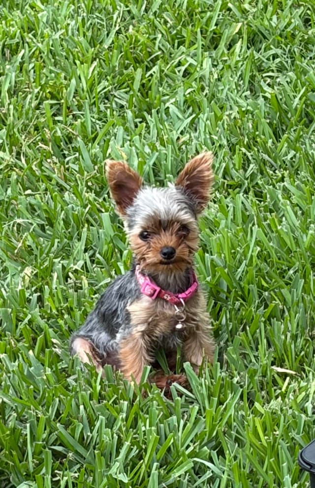 Yorkshire Terrier Puppies media 3