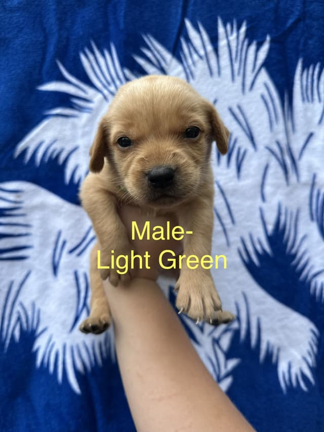 Labrador Retriever Puppies media 2