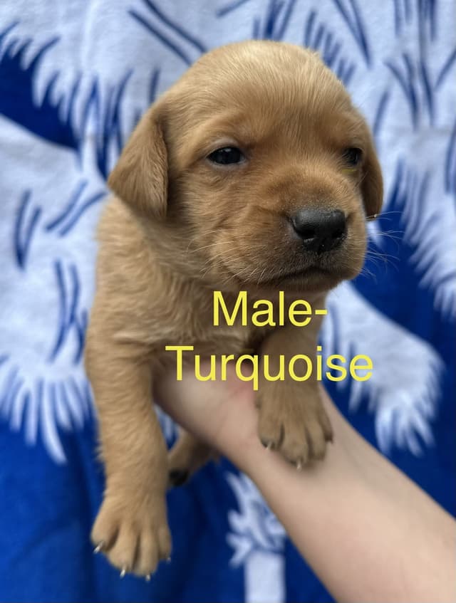 Labrador Retriever Puppies media 3