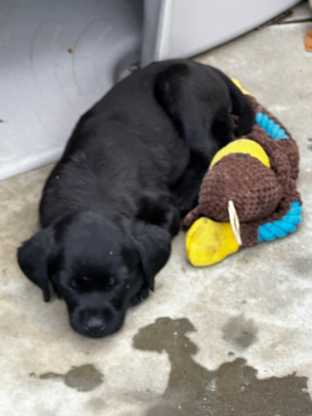 Labrador Retriever Puppies media 4