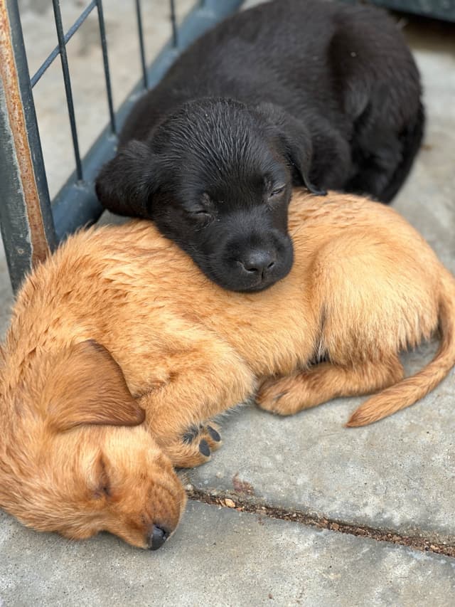 Labrador Retriever Puppies media 6