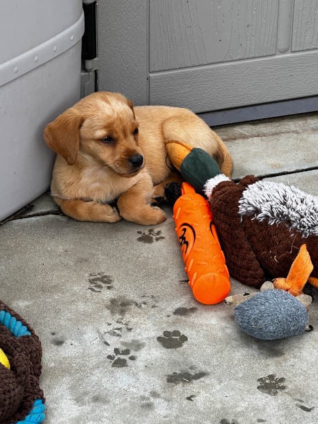 Labrador Retriever Puppies media 5