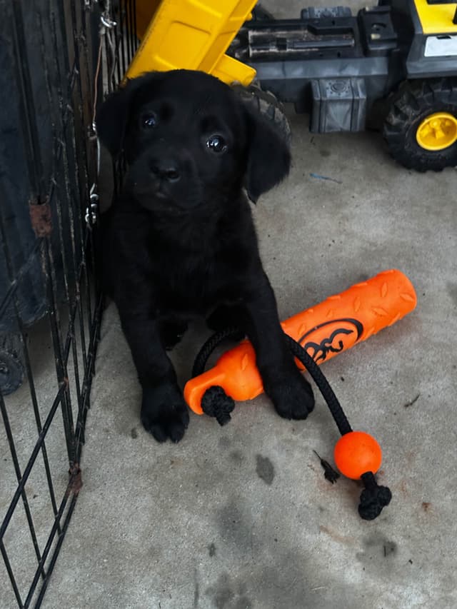Labrador Retriever Puppies media 7