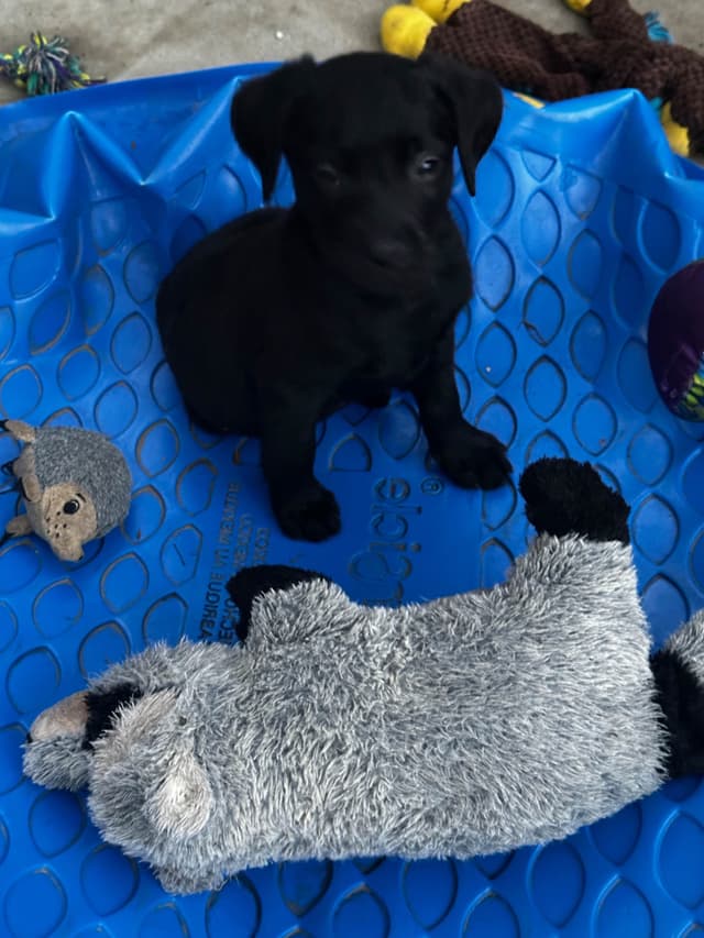 Labrador Retriever Puppies media 8