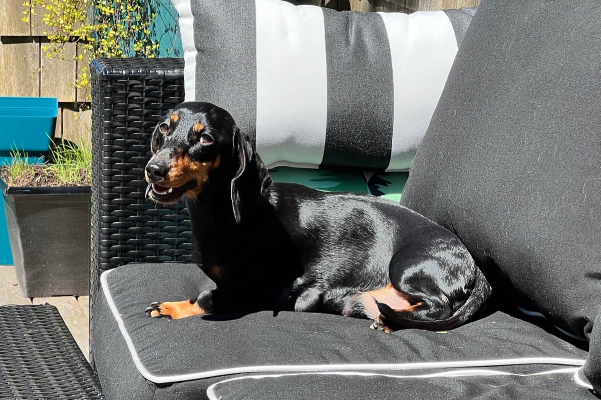 Dachshund Puppies breeder image 1